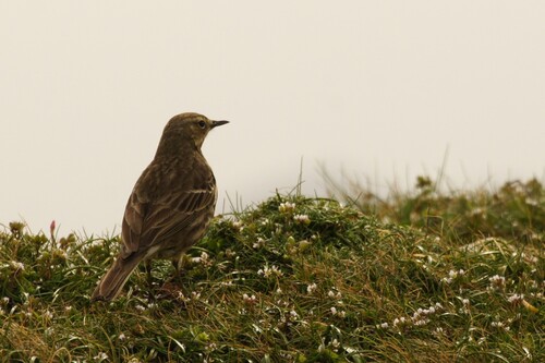 Rock Pipit (Western)