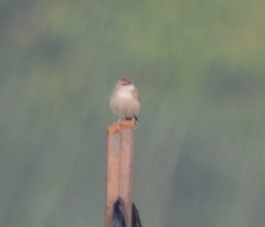 Cisticola juncidis