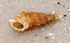 Cerithium atratum