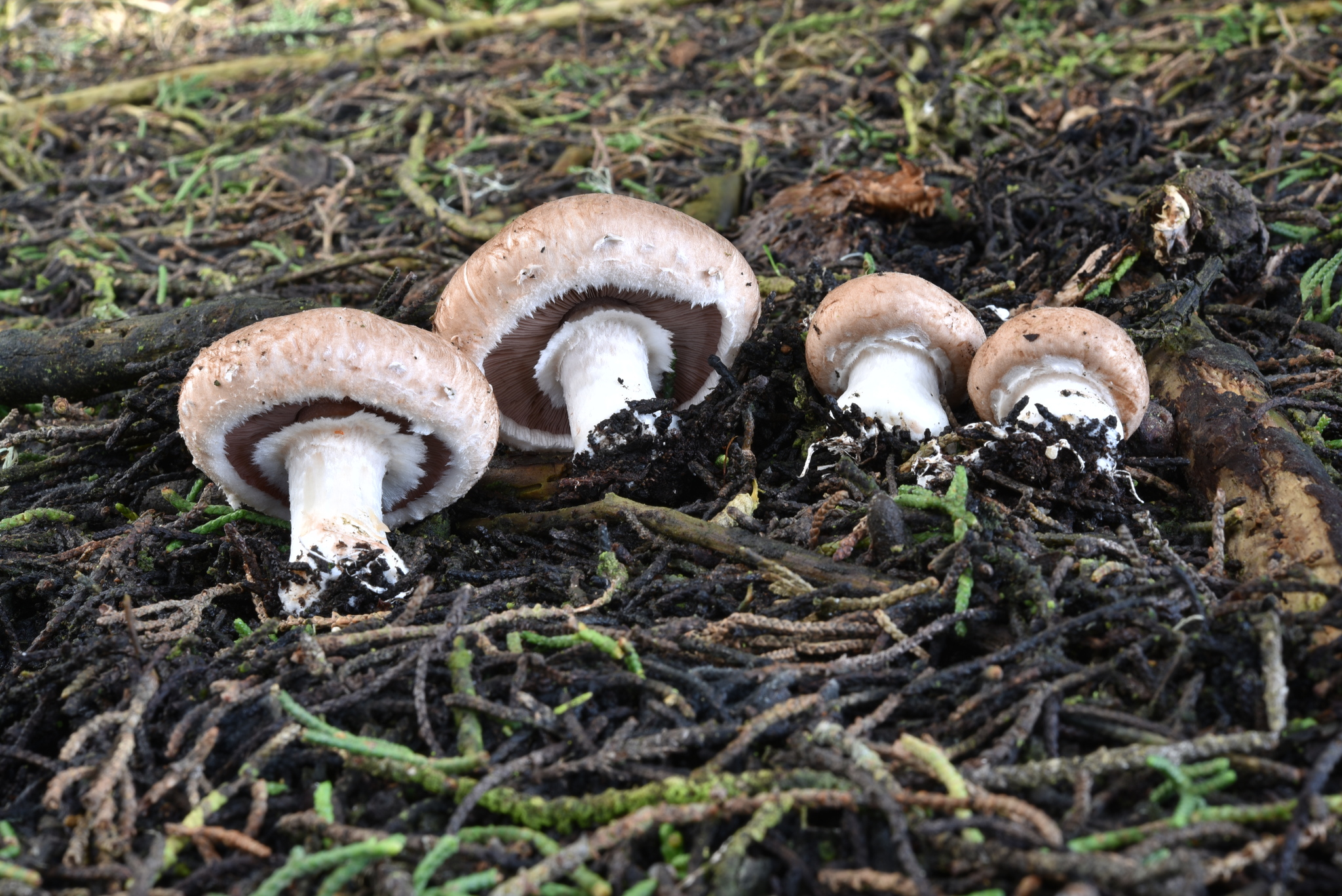 Agaricus bisporus image