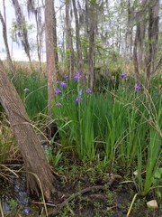 Iris giganticaerulea