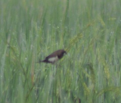 Lonchura leucogastroides