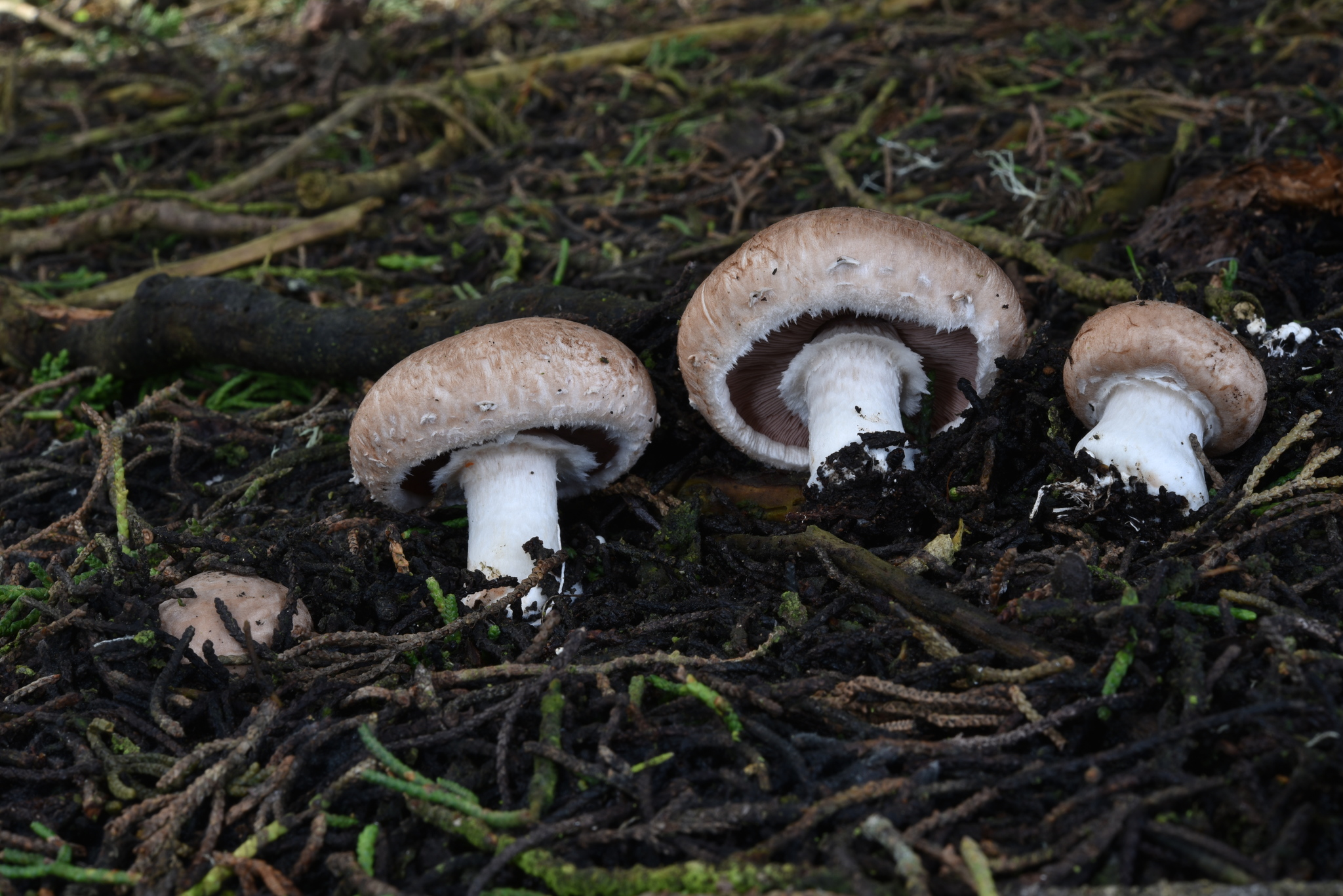 Agaricus bisporus image