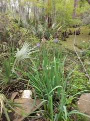 Iris giganticaerulea