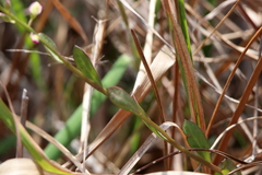 Polygala crenata