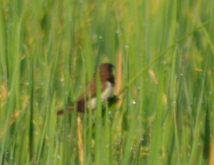 Lonchura leucogastroides