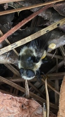 Cephenemyia