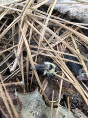Cephenemyia