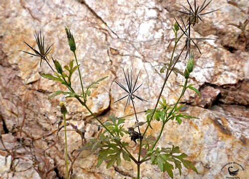 Spanish needles