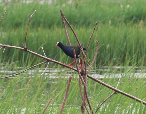 iNaturalist image