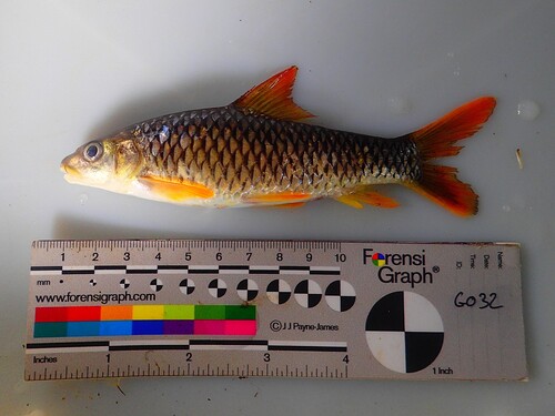 Sacred barb (Labeobarbus sacratus) — Cyprinidae
