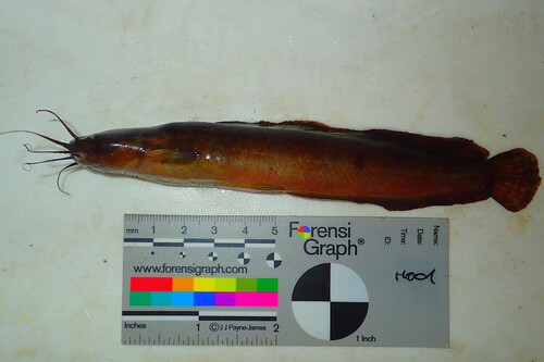 Buettikofer's airbreathing catfish (Clarias buettikoferi) — Clariidae — 2