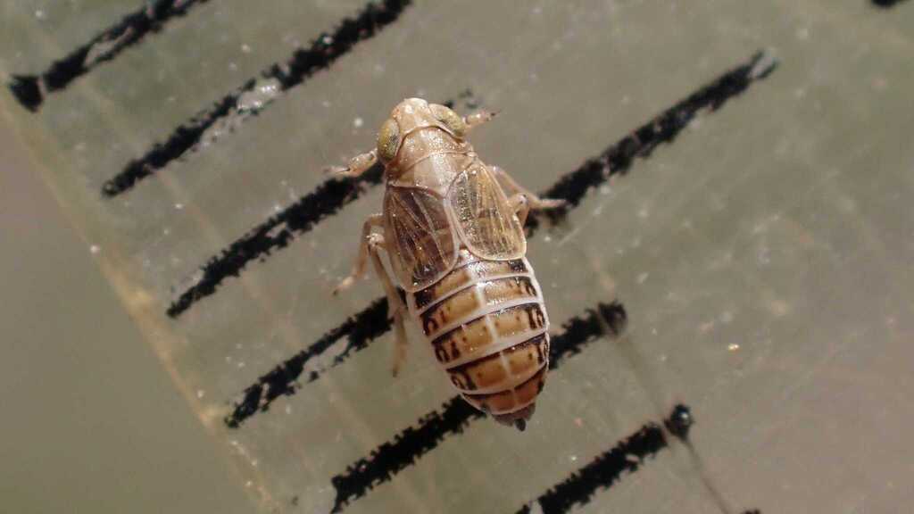 Muirodelphax aubei