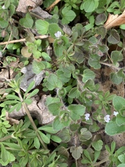 Veronica hederifolia-sublobata-triloba