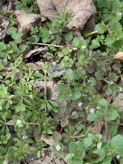 Veronica hederifolia-sublobata-triloba