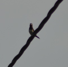 Lonchura leucogastroides