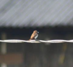 Lonchura leucogastroides