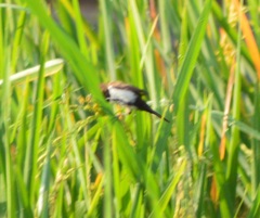 Lonchura leucogastroides