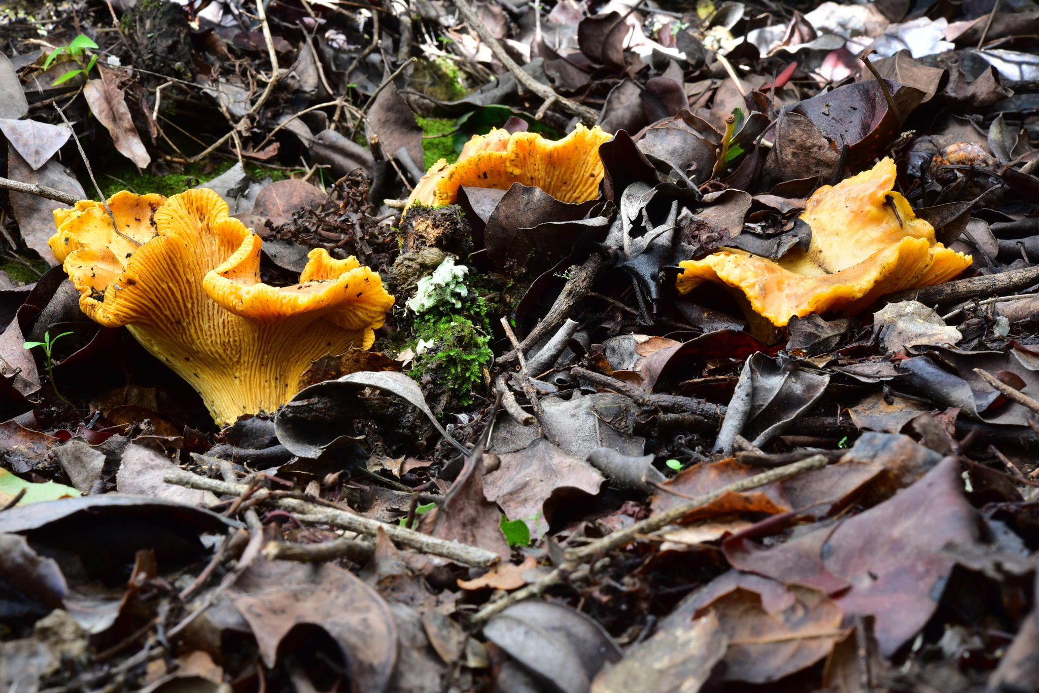 Cantharellus californicus image
