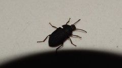Coleoptera