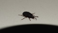 Coleoptera