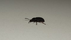 Coleoptera
