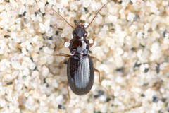 Bembidion obtusum