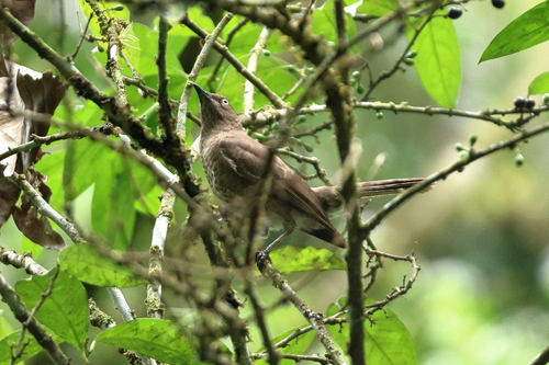 Scaly-breasted Thrasher (Allenia fusca), photo 8