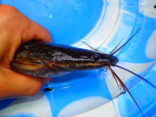 Mudfish (Clarias anguillaris) — Clariidae — 2