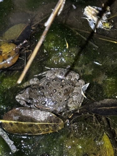 Iberian Painted Frog