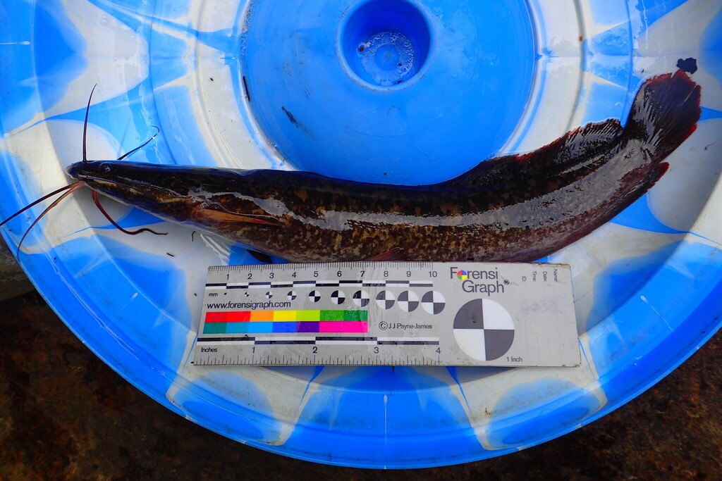 Mudfish (Clarias anguillaris) — Clariidae