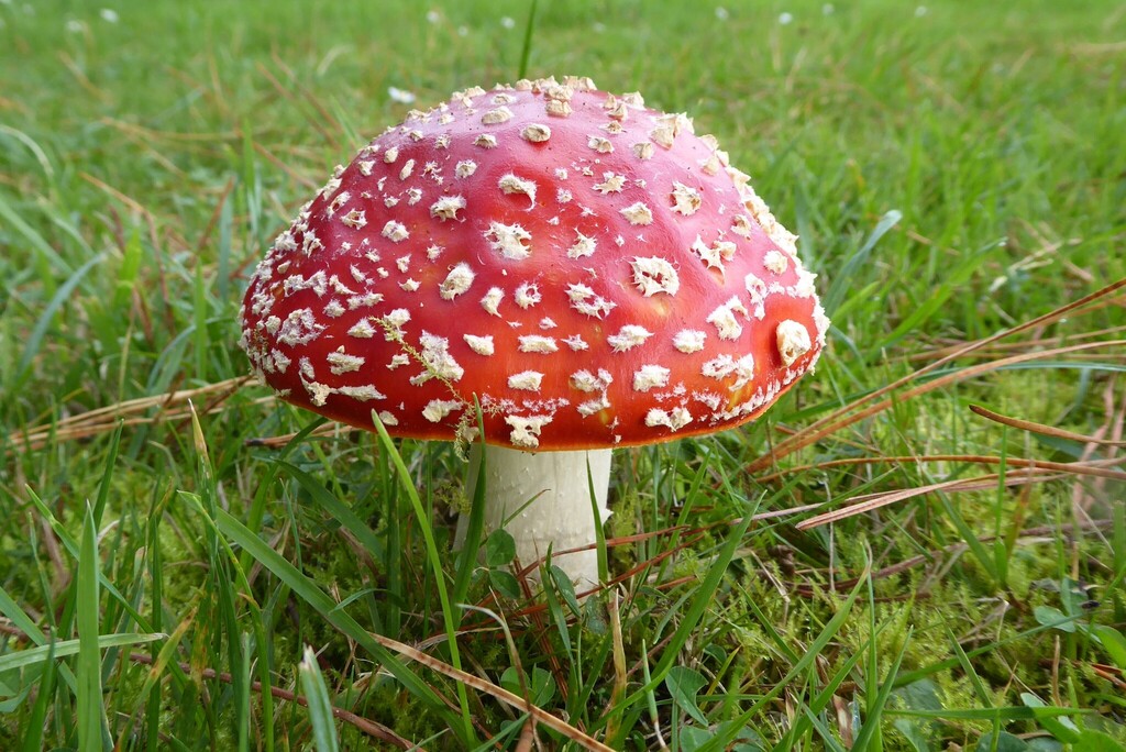 Amanita muscaria · April 2026 · photo: © aalbertrebergen (iNaturalist, cc-by-nc)