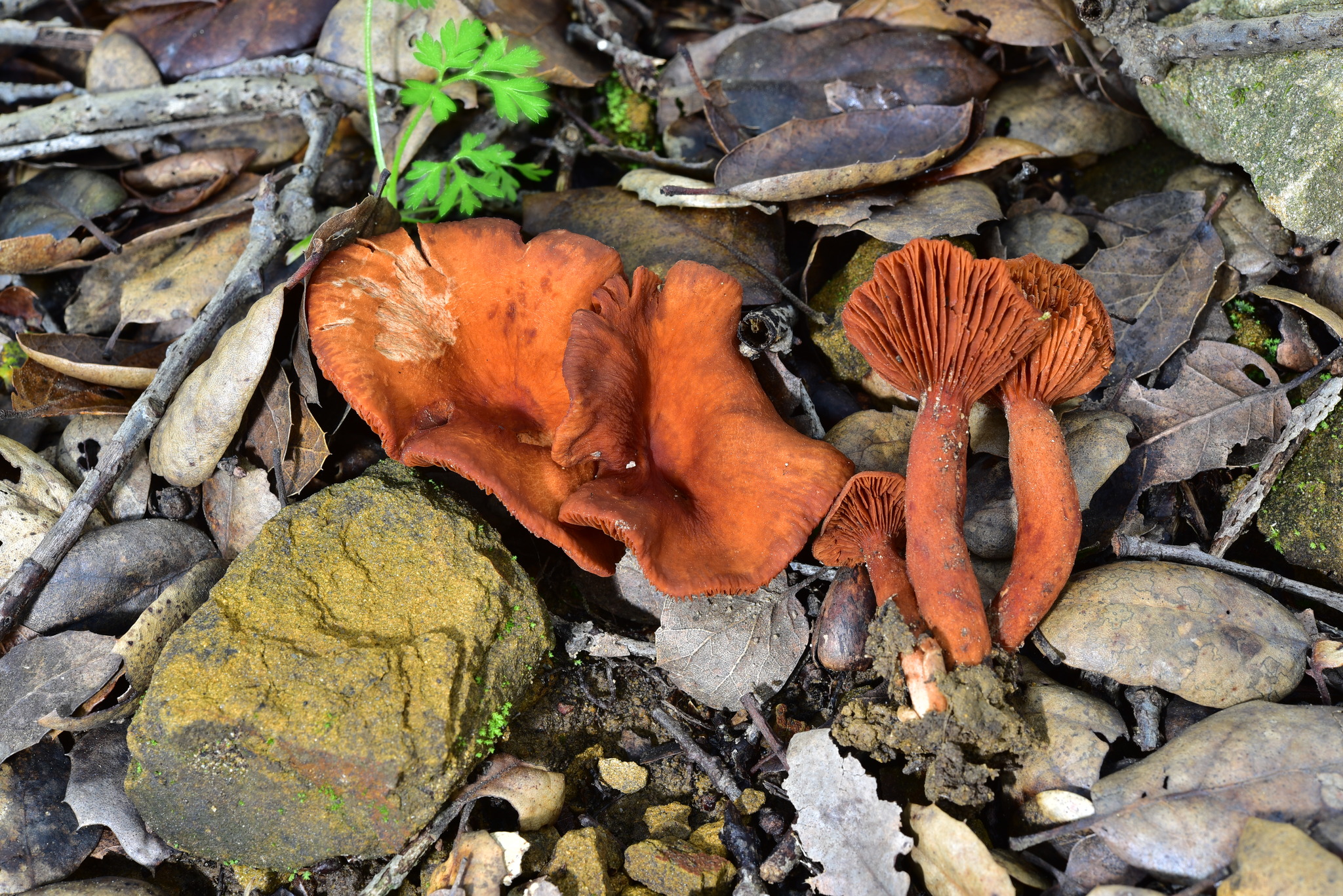 Lactarius rubidus image