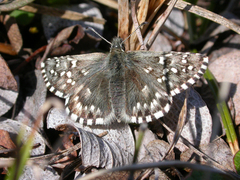 Pyrgus centaureae