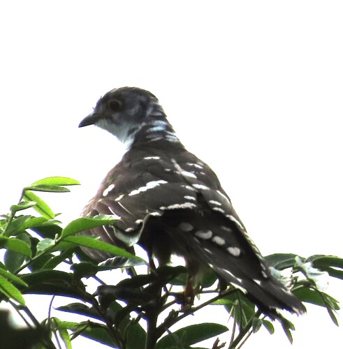 iNaturalist image