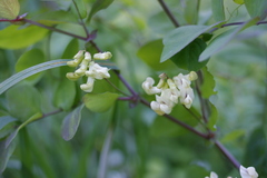 Lathyrus holochlorus