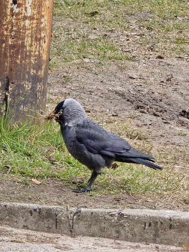 Eurasian Jackdaw