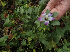 Malva pacifica