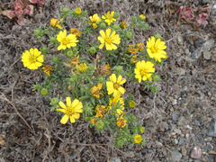 Deinandra streetsii