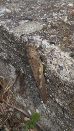 Egyptian Bird Grasshopper