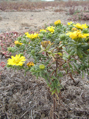 Deinandra streetsii