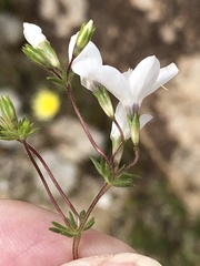 Leptosiphon chrysanthus decorus