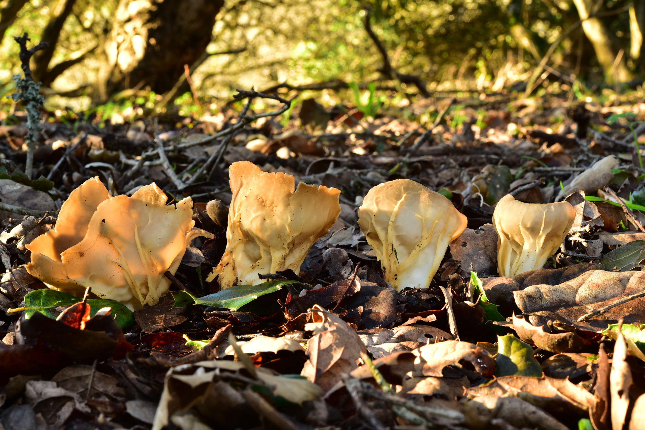 Helvella acetabulum image