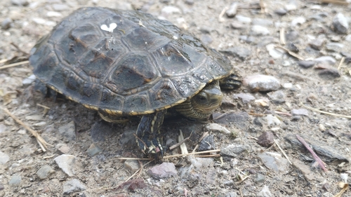 Western Caspian Turtle