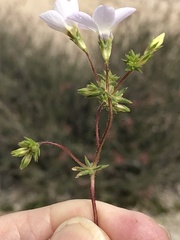 Leptosiphon chrysanthus decorus
