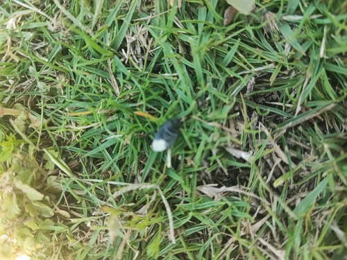 Black burrowing bug