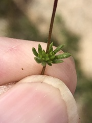 Leptosiphon chrysanthus decorus