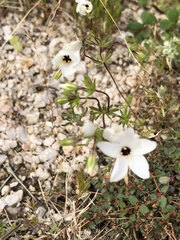 Leptosiphon chrysanthus decorus