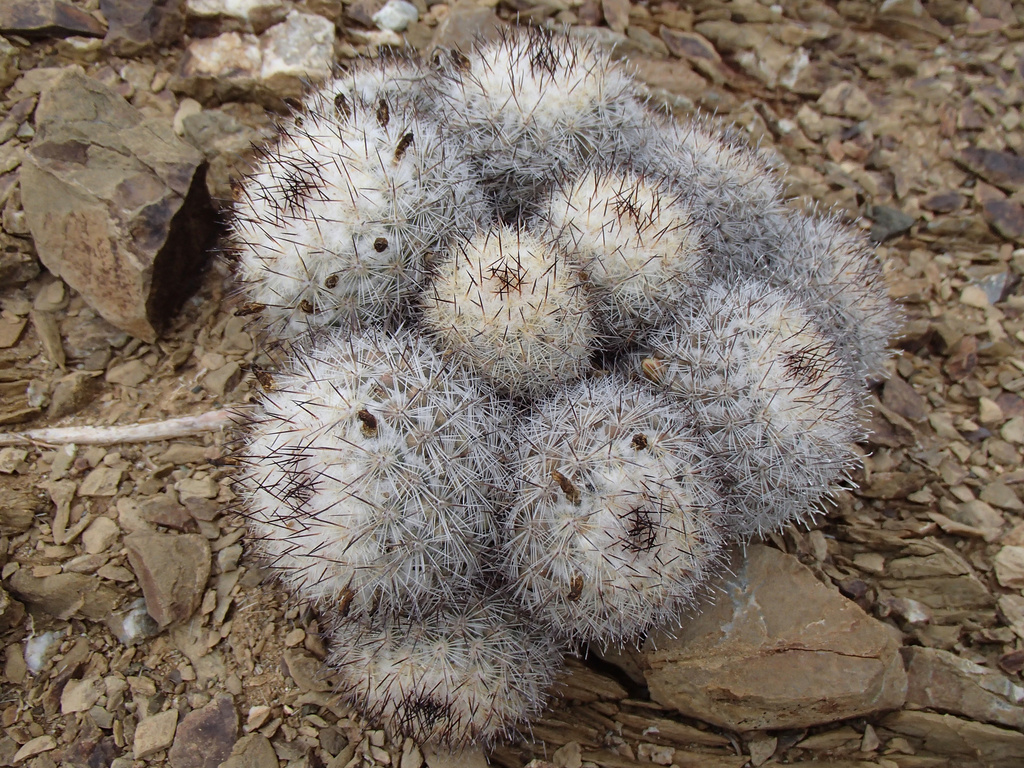 Cochemiea palmeri (Cochemiea palmeri)