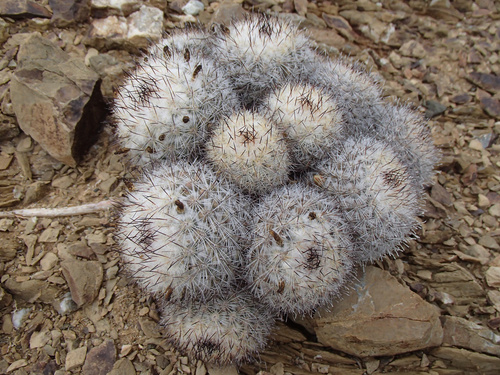 Cochemiea palmeri (Cochemiea palmeri)